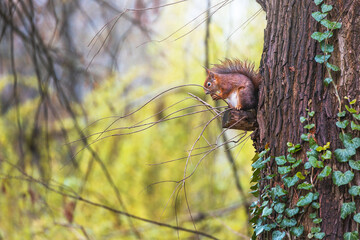 Eichhörnchen sitzend auf einem Ast mit Nuss und Baum in der Natur