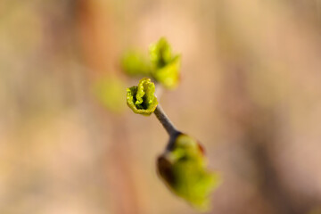 Bud of a tree