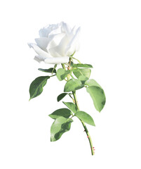 Fototapeta premium Branch of rose with white flower