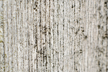 Old wood texture