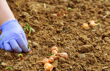 Women's hand in a blue glove planting onions in the garden.