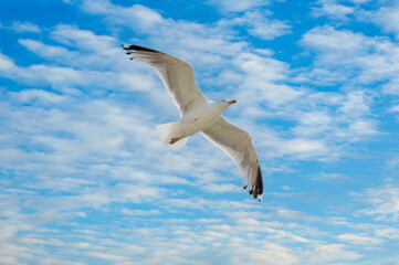 Seagull flying on a cloudy blue sky in summer. seagull under bright sunlight