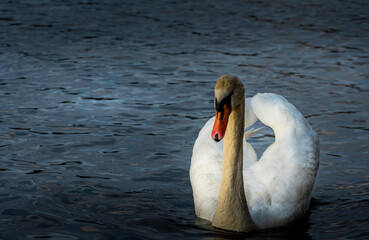 Łabędź © Ryszard