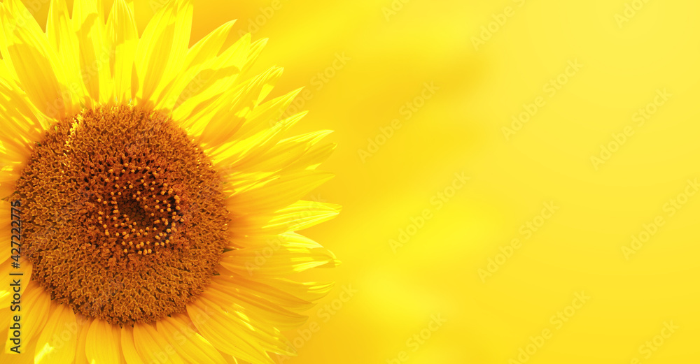Leinwandbilder Sunflower on background of yellow color