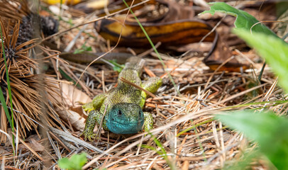 Lizard in the woods