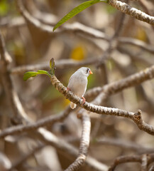 Female Zebra Finch tropical bird in the Eastern Province of Saudi Arabia
