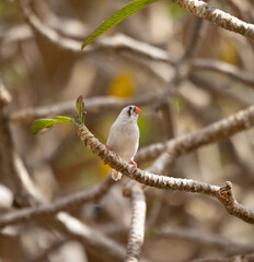 Female Zebra Finch tropical bird in the Eastern Province of Saudi Arabia
