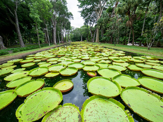 Pond with giant water lilies (Victoria), Pamplemousses Botanical Garden, Mauritius, Africa