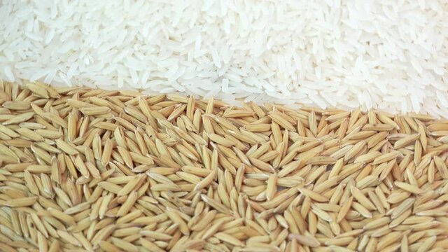 Top view Rotate jasmine rice and paddy seed texture close up, White Rice grain Paddy texture on wooden table.