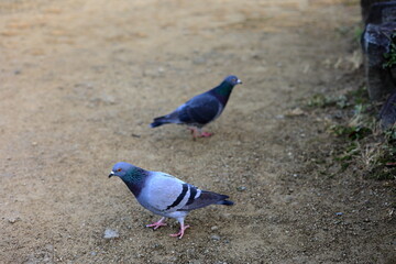 大阪城公園　関西　日本