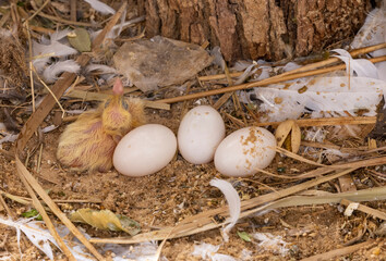 Indian fantail eggs in captive aviary