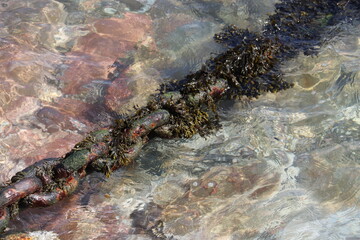 rusty sea chain with seaweed 