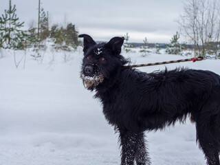 Black pet dog with snow.. Playing with the snow. Adorable dog enjoying her time, winter time. Copy space