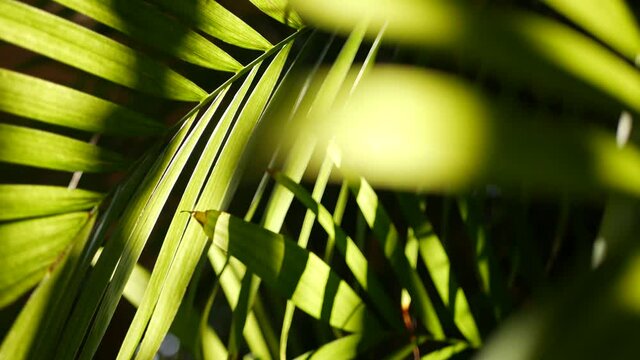 Exotic jungle rainforest tropical atmosphere. Palm fresh juicy frond leaves in amazon forest or garden. Contrast dark natural greenery lush foliage. Evergreen ecosystem. Paradise aesthetic background.