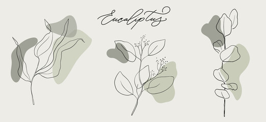 Eucaliptus simple. Modern organic. Wall art eucalyptus.  Line illustrations. Herb. Green spot. Leaves abstract.