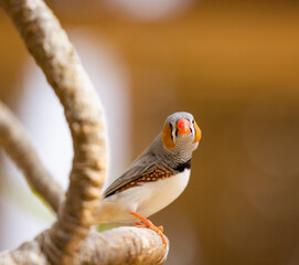 Zebra Finch tropical bird in the Eastern Province of Saudi Arabia