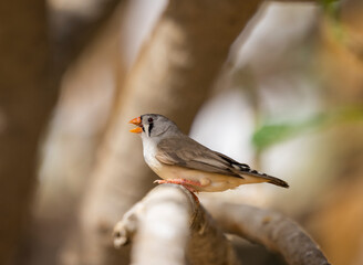 Black cheek Zebra Finch tropical bird in the Eastern Province of Saudi Arabia