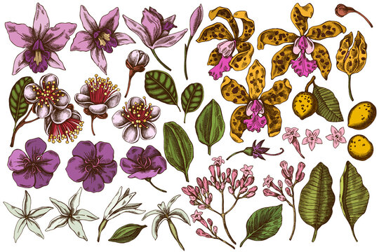 Vector set of hand drawn colored laelia, feijoa flowers, glory bush, papilio torquatus, cinchona, cattleya aclandiae