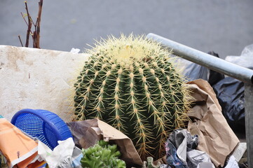 선인장