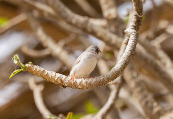 Female Zebra Finch tropical bird in the Eastern Province of Saudi Arabia