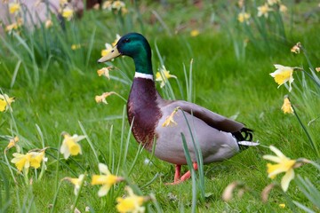 Obraz premium duck on the grass with daffodils 