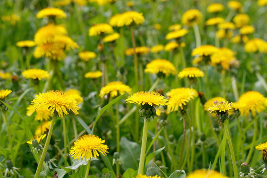 Dandelion. A meadow with bright yellow blooming flowers against a background of green grass. Colorful nature background for summer season. Selective focus. © larison