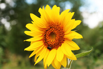 Beautiful yellow blooming sunflower on a background of summer greenery. Bright natural backdrop for the summer season.