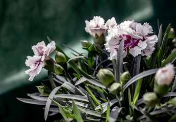 carnation flower, close-up. macro photo.