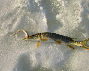 fish on ice