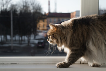 Fluffy, fat cat walking along the windowsill on the balcony. Gray cat of the Siberian breed creeping by the open window, indoors.
