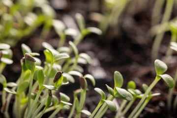 Fresh sprouts of aster seeds close-up. Growing plants of seedlings.