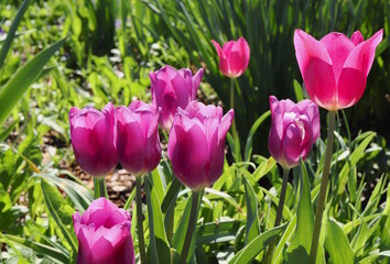 Bright Pink Tulip Patch