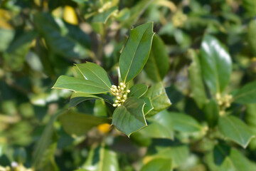 Holly Nellie R. Stevens