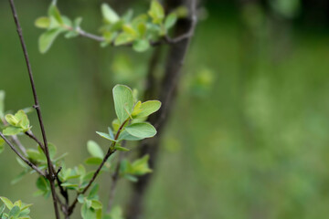 Small-leaved honeysuckle