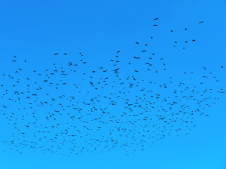 The beautiful picture of the blue sky with the flock of the flying birds in the spring.