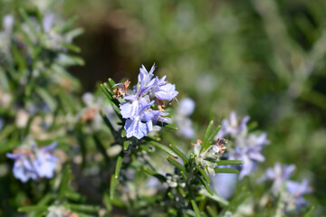 Rosemary flower