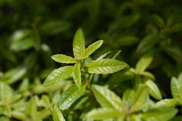 Lemon verbena