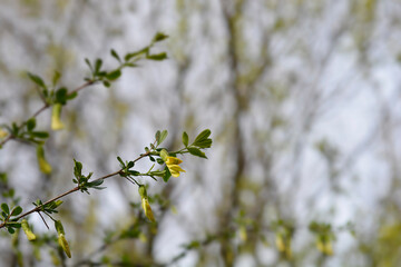 Chinese Pea Shrub