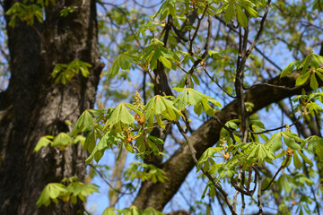 Common horse chestnut