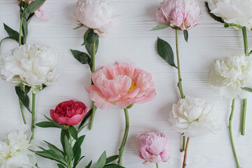 Peony flowers flat lay. Lovely stylish pink and white peonies layout on rustic white wood, top view