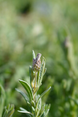 Butterfly lavender