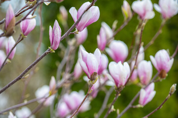 Rosa blühende Magnolie im Frühling