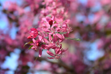 Crabapple