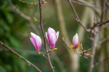 Obraz premium Rosa blühende Magnolie im Frühling