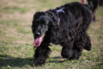 Cocker Spaniel playing on meadow