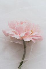 Beautiful spring aesthetics. Lovely peony flower under soft tulle fabric on white wood, top view