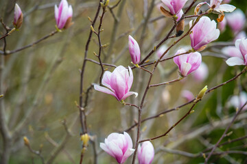 Rosa blühende Magnolie im Frühling