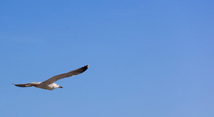 seagull flying with blue sky, space for text.