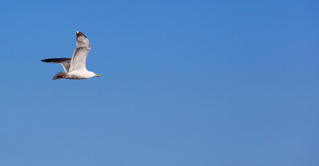 Obraz premium seagull flying with blue sky, space for text.
