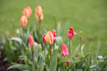 Obraz premium Orange blühende Garten Tulpen